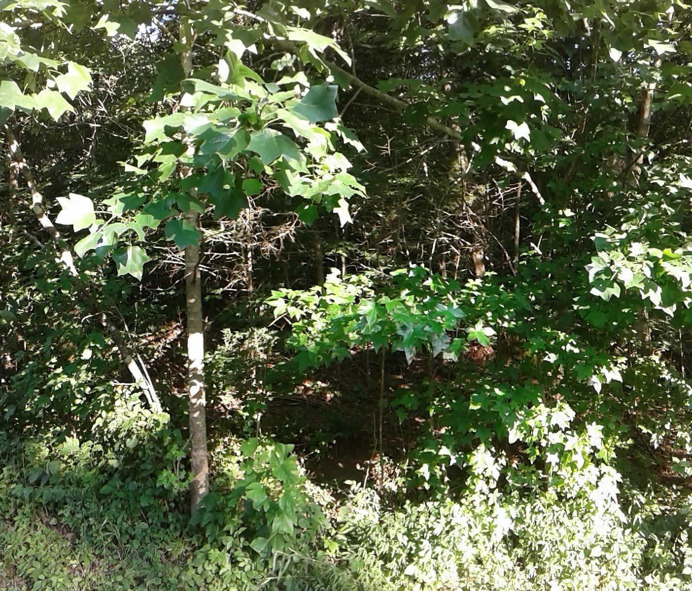 1850 Old Ping Road Somerset, KY 42503 - Photo 3 of 3 20200722022130307488000000-o