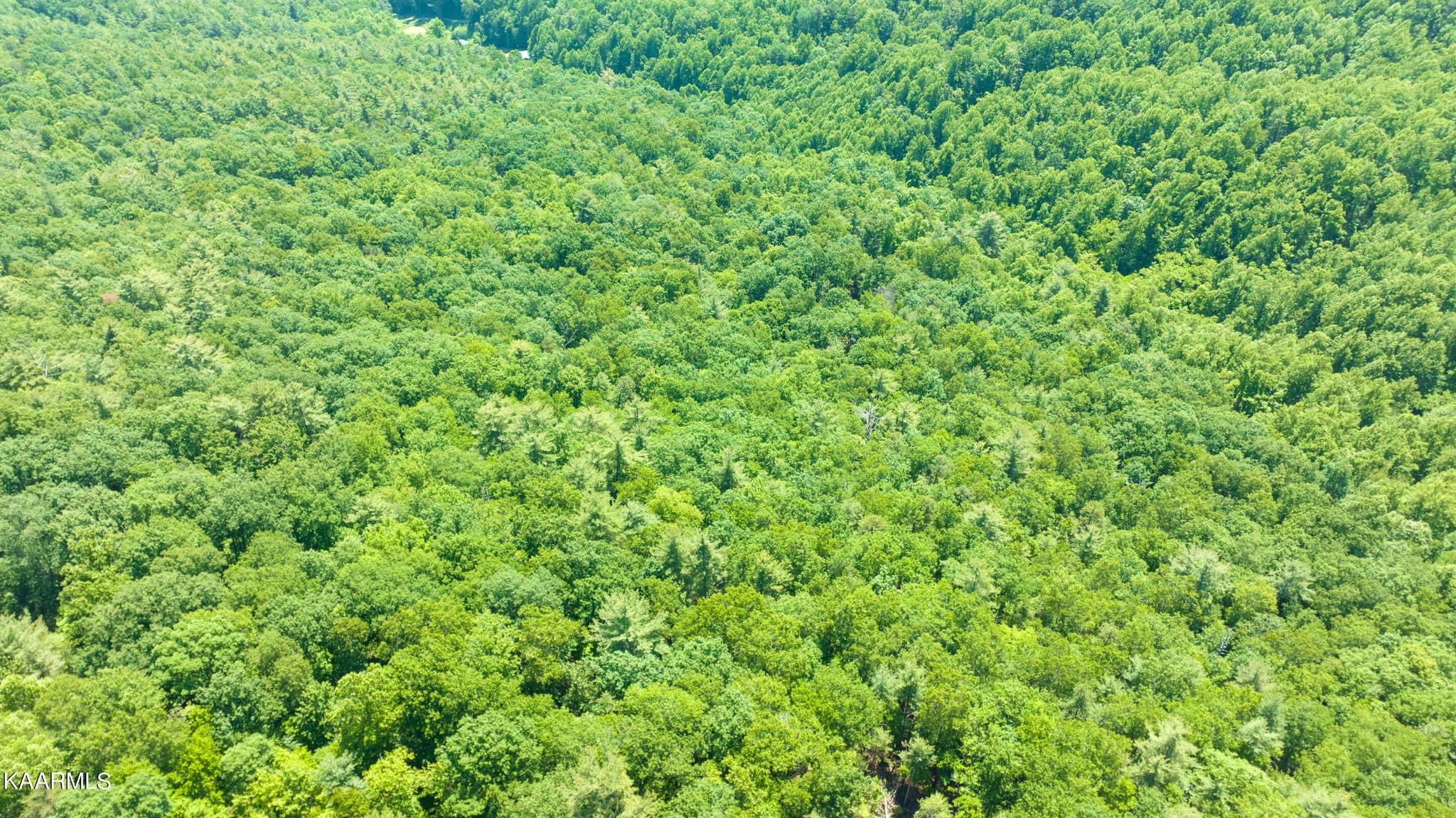 0 Reece Hollow Road Del Rio, TN 37727 - Photo 3 of 9