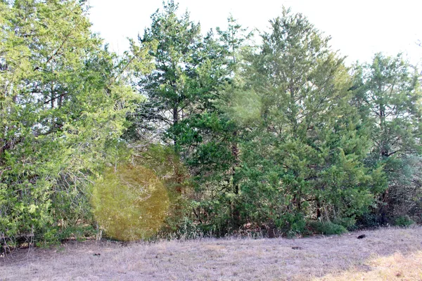a view of a forest with trees in the background