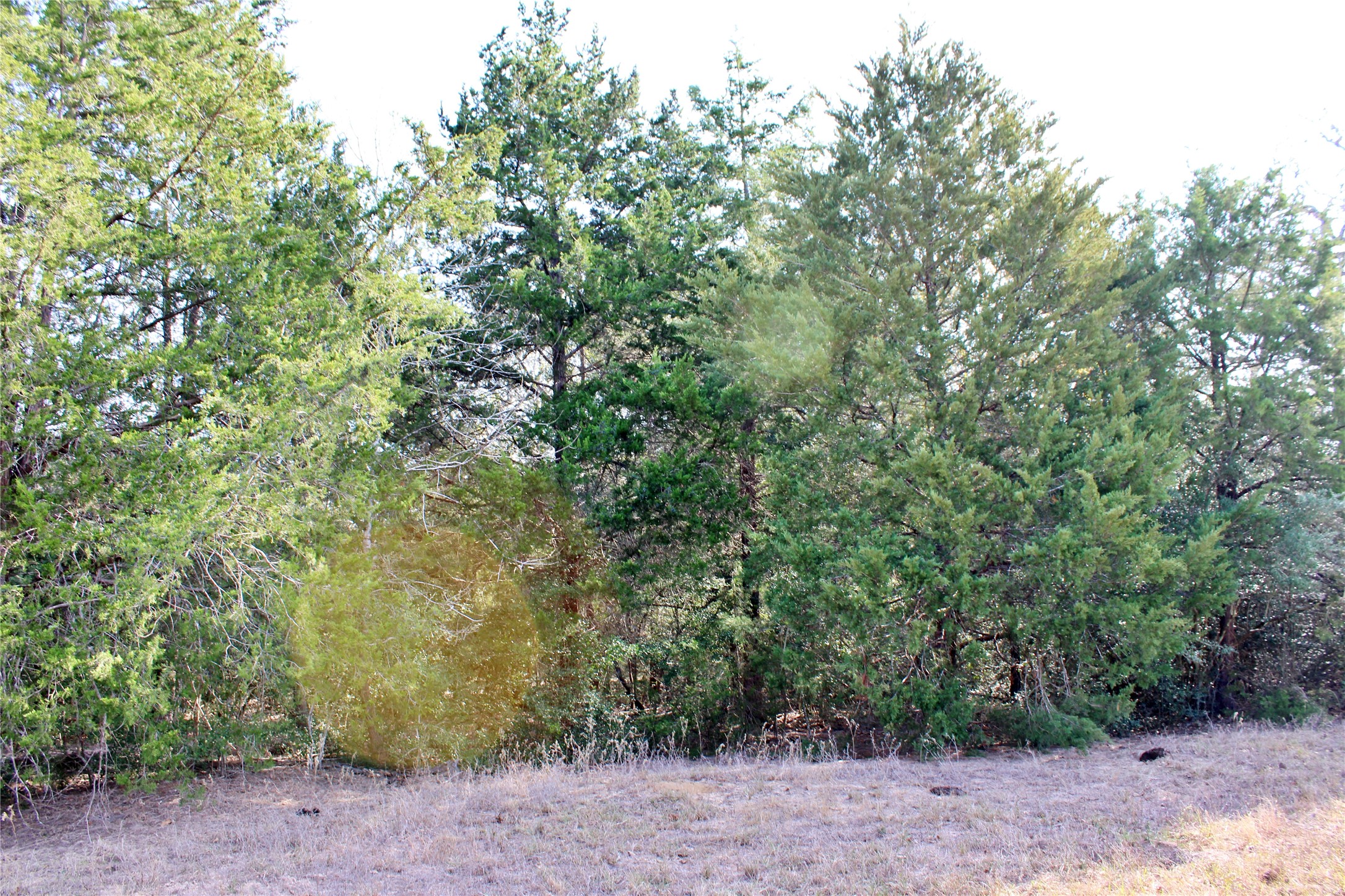 5 Lobo Lane Columbus, TX 78934 - Photo 6 of 17 a view of a forest with trees in the background