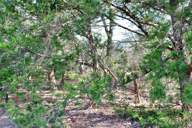 a view of a tree with a tree