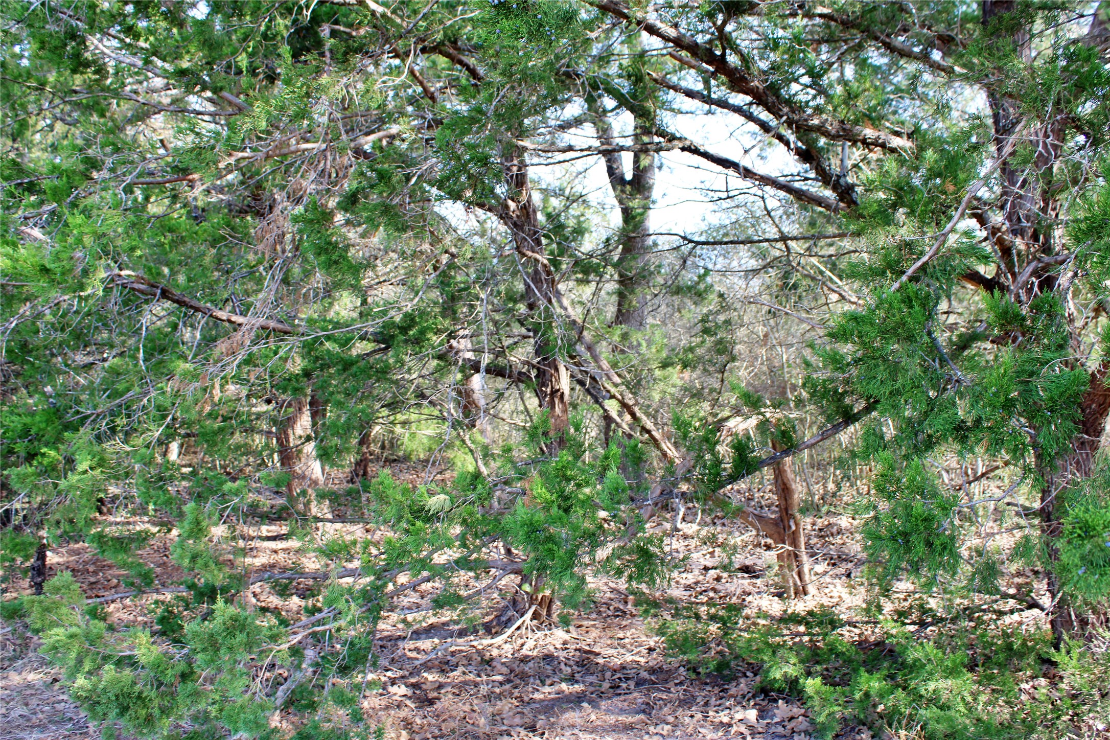 5 Lobo Lane Columbus, TX 78934 - Photo 7 of 17 a view of a tree with a tree