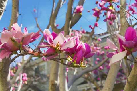 $1,398,000 | 509 Porpoise Bay Terrace, Unit C, Sunnyvale, CA 94089