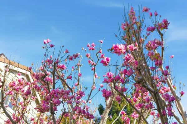 $1,398,000 | 509 Porpoise Bay Terrace, Unit C, Sunnyvale, CA 94089