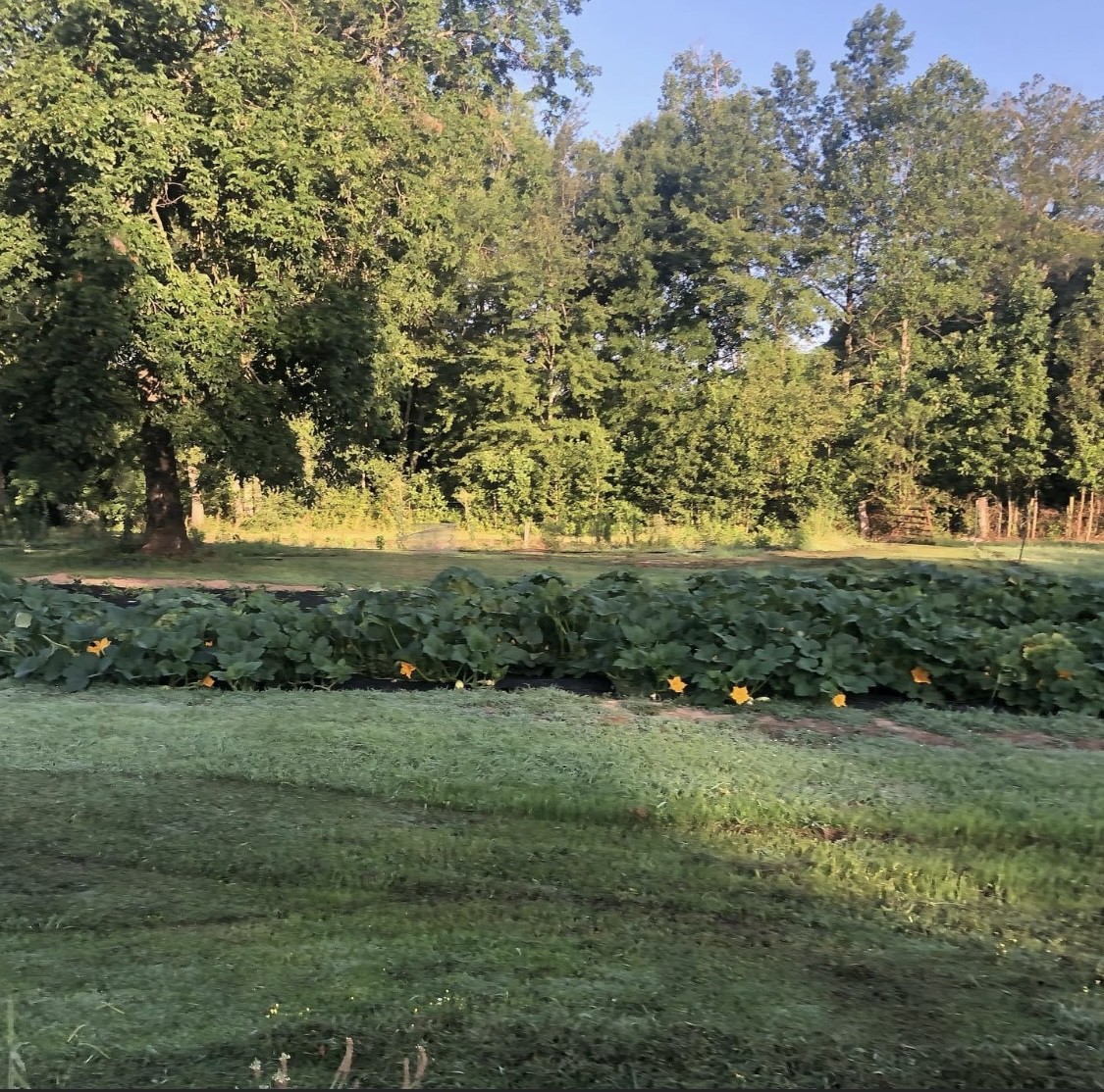 132 Pratt Road Manchester, TN 37355 - Photo 32 of 50 a view of a grassy field with trees