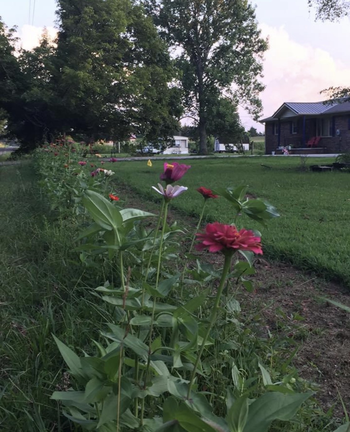 132 Pratt Road Manchester, TN 37355 - Photo 36 of 50 a view of a backyard with plants and trees