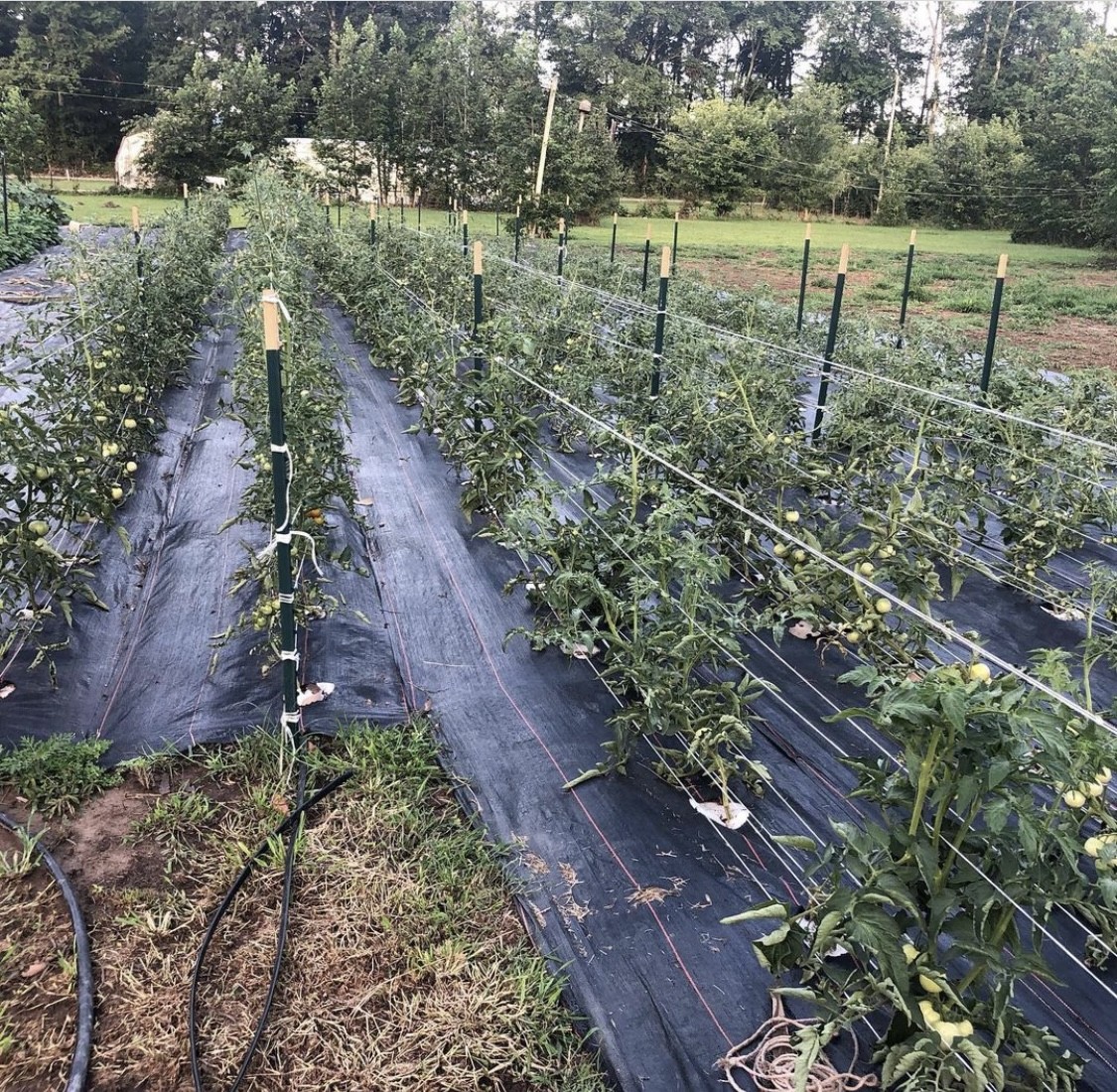 132 Pratt Road Manchester, TN 37355 - Photo 38 of 50 a view of a lake with a yard