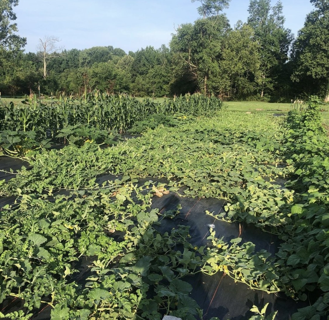 132 Pratt Road Manchester, TN 37355 - Photo 39 of 50 a view of a garden