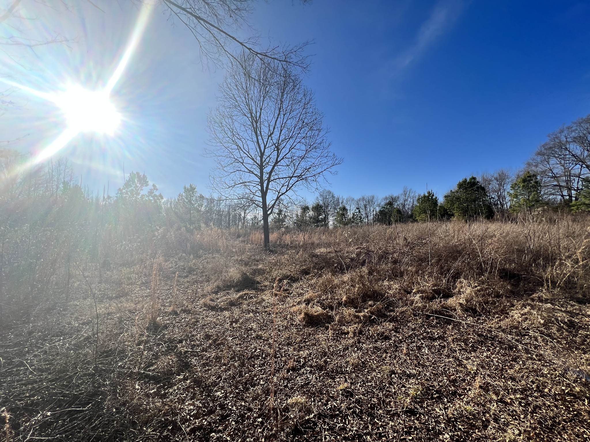 132 Pratt Road Manchester, TN 37355 - Photo 42 of 50 a view of a yard with a tree