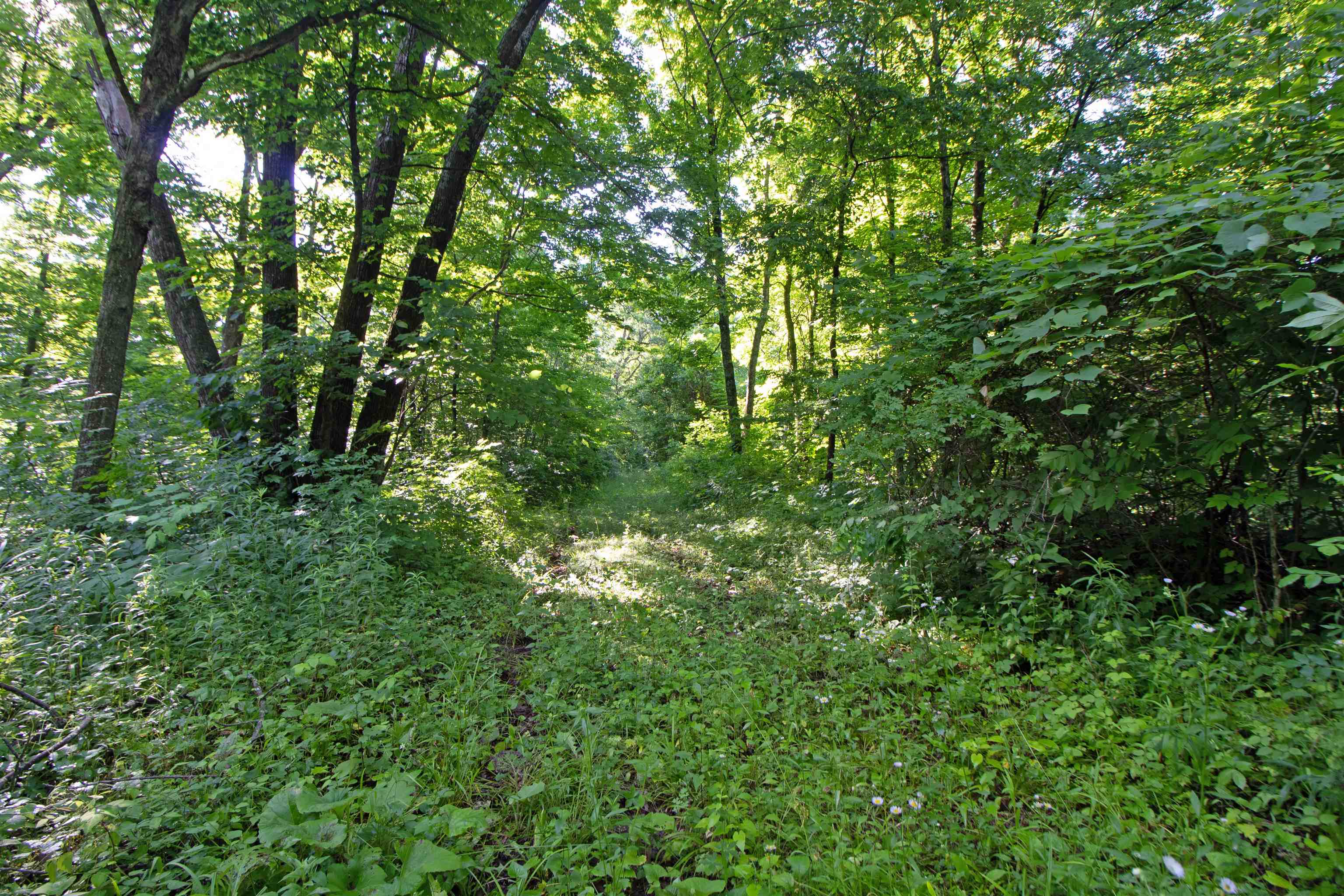 76-acres Skyline Road Blue River, WI 53518 - Photo 30 of 46