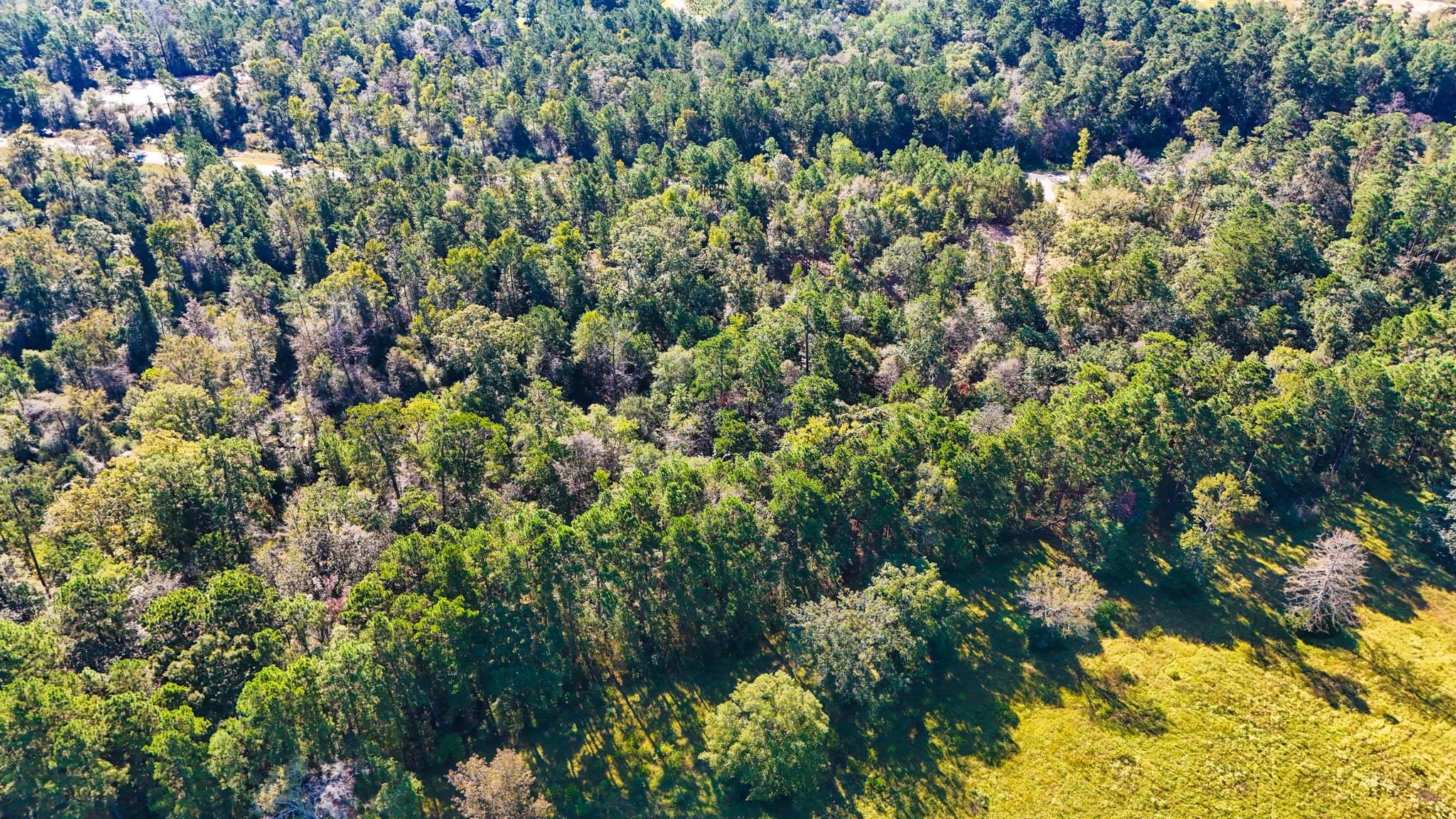 15821 Ridge Rock Road Willis, TX 77378 - Photo 11 of 21 A bird’s eye view of your future retreat, highlighting the vast expanse and natural beauty of the landscape peppered with mature trees.