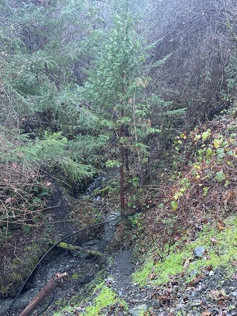 1489 Lower South Fork Road Hyampom, CA 96046 - Photo 20 of 23 IMG_8094