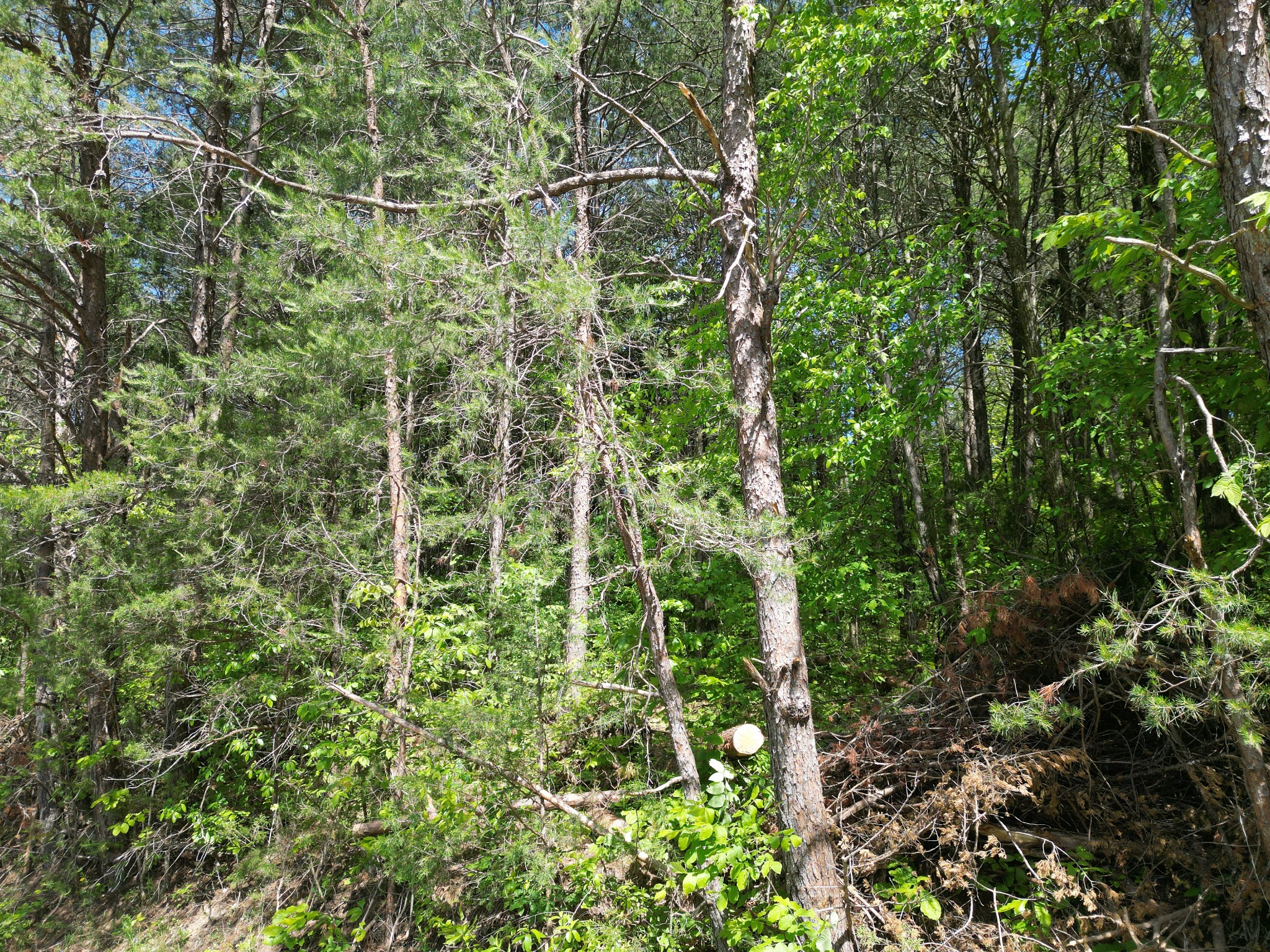 828 McCord Hollow Road Hohenwald, TN 38462 - Photo 27 of 35 a view of a forest with a tree