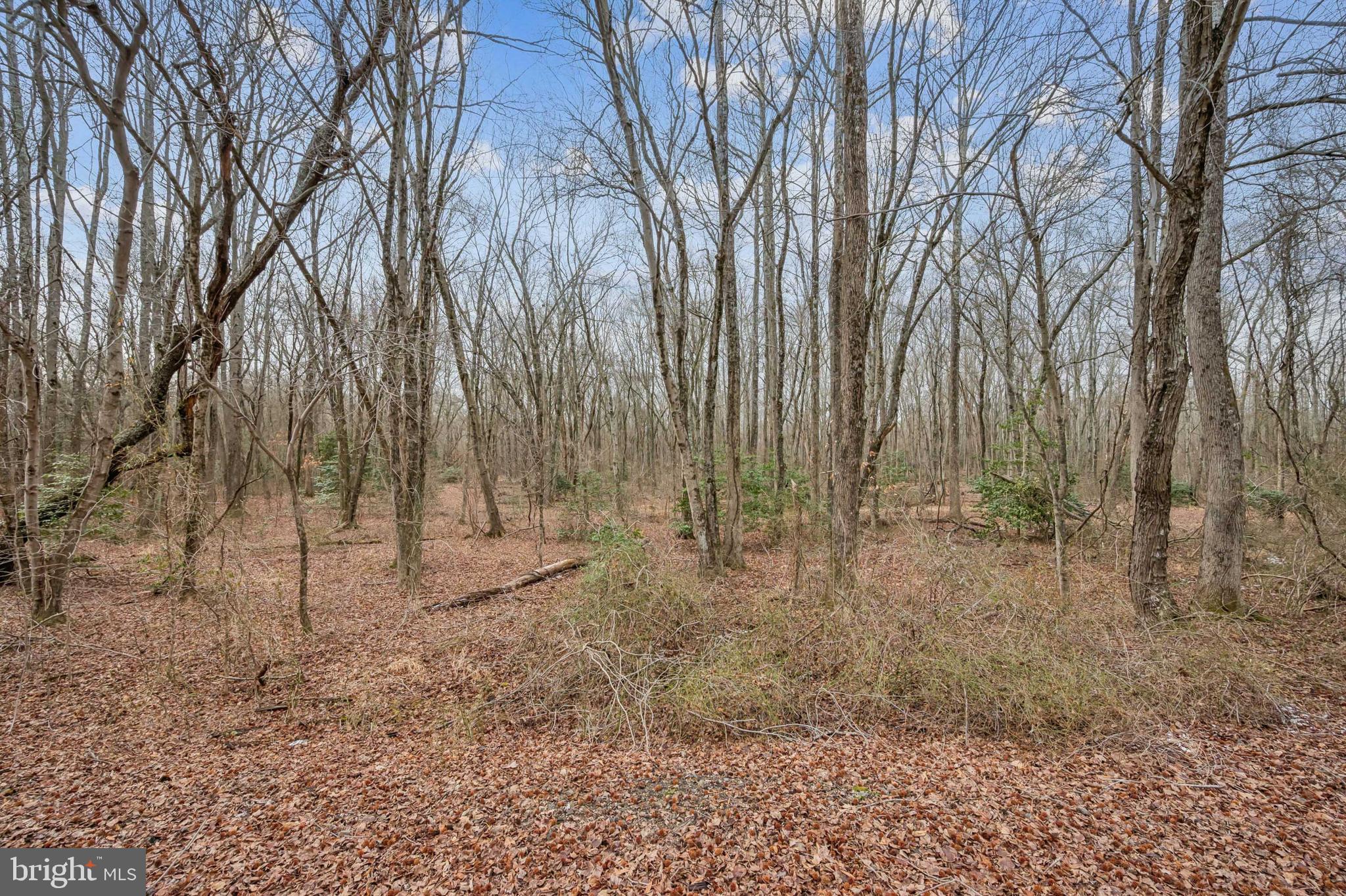 a view of a yard with trees