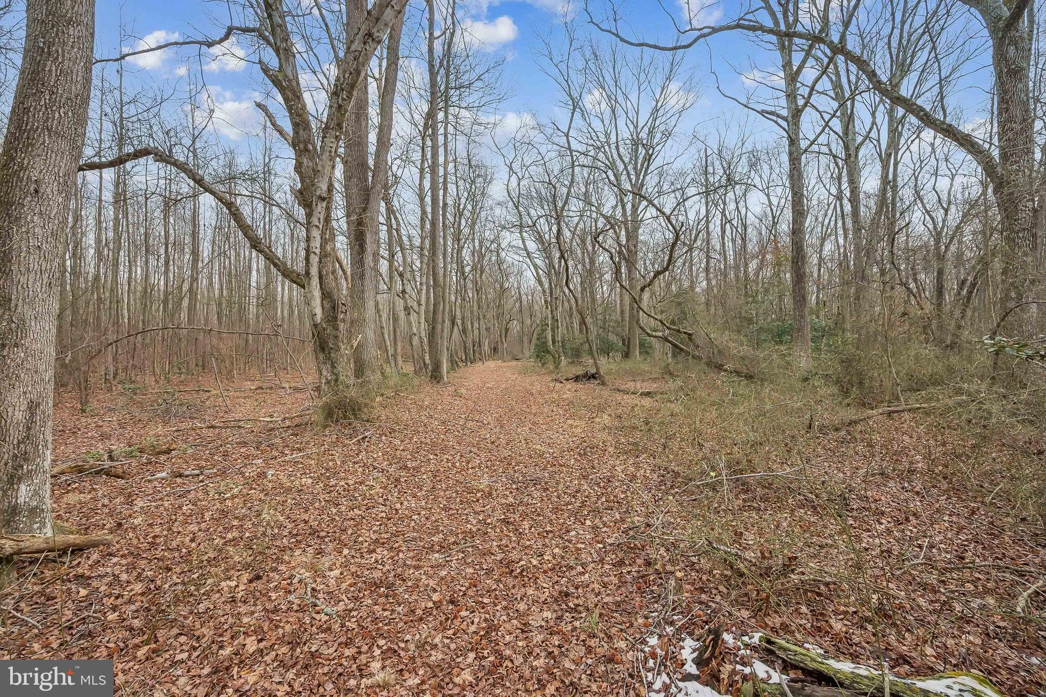 0 Fillmore Avenue Glassboro, NJ 08028 - Photo 3 of 16 a view of backyard with tree