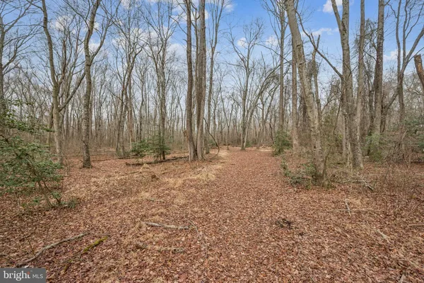 a view of backyard with trees
