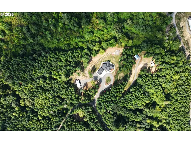 a view of a forest with a tree