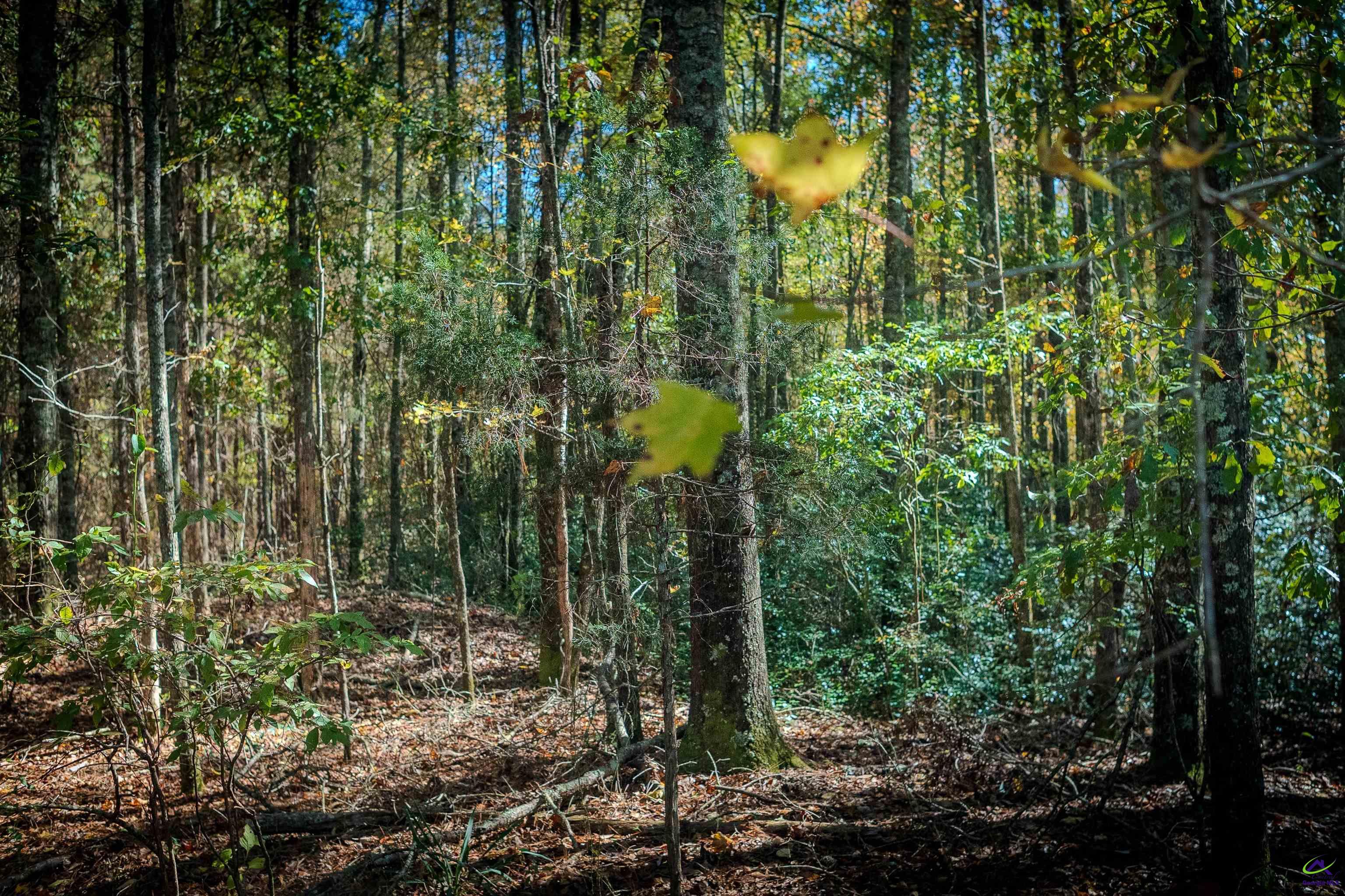 1446 Avera Road Roberta, GA 31078 - Photo 4 of 33