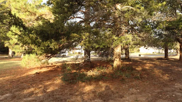 a street view with large trees