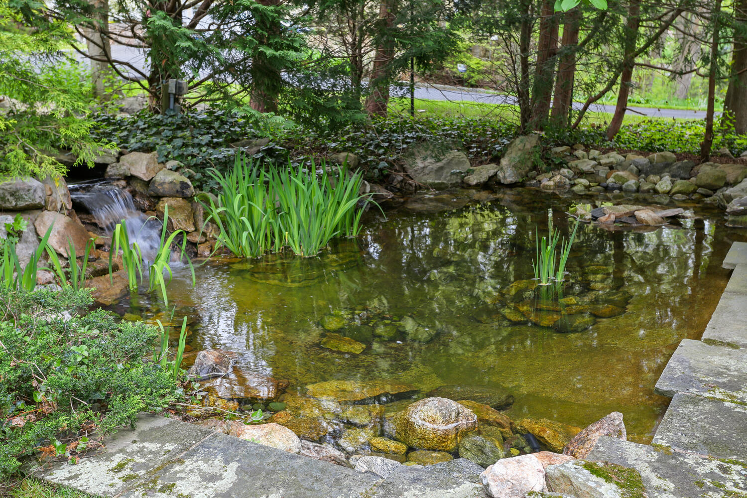 40 Birch Road Darien, CT 06820 - Photo 9 of 40 a close up of a plant in a garden