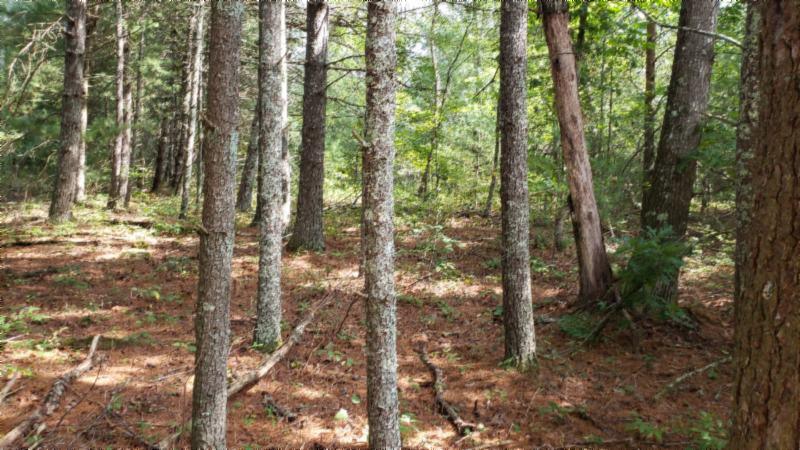 9 70ac Dunbar Road Crossville, TN 38572 - Photo 10 of 28 Gallery Image 10