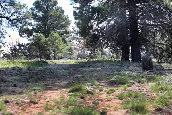 a view of a yard with a tree