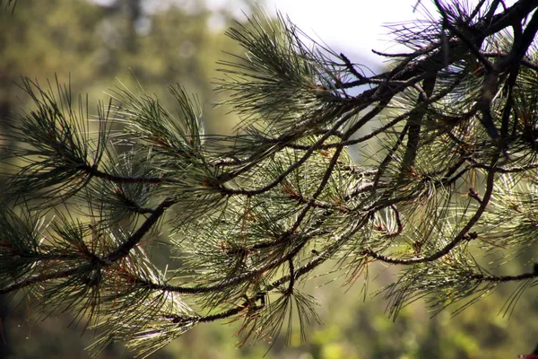 a view of a tree with a yard