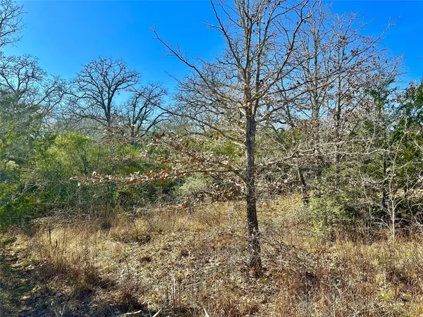 a view of a yard with plants and trees