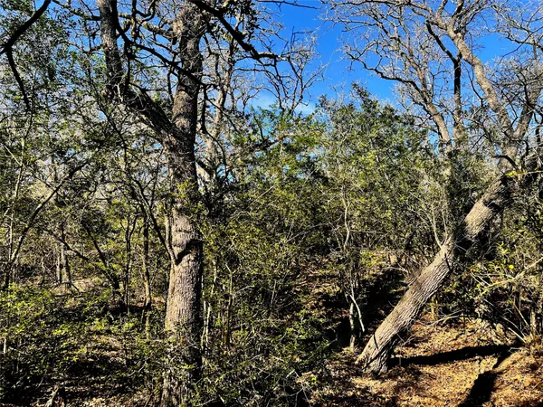 a view of a yard with a tree