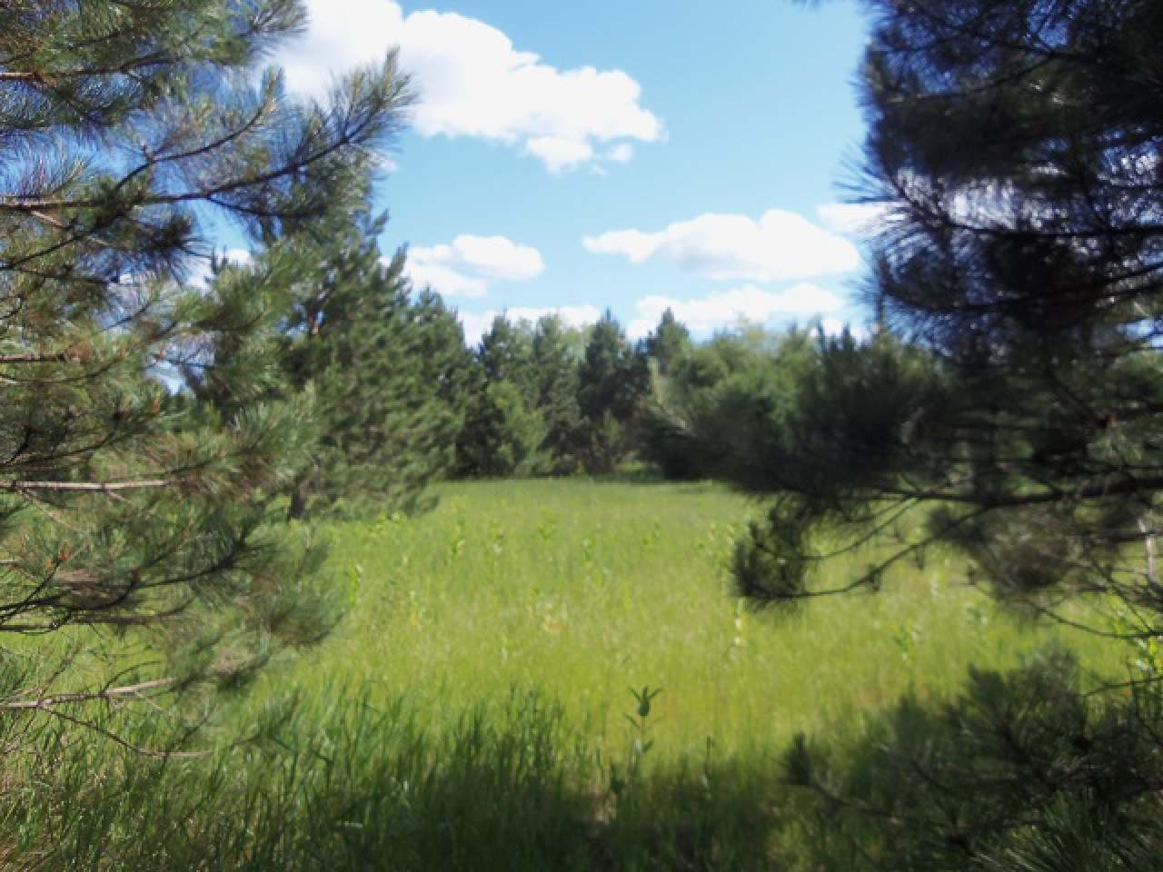 Lot 3 Allyn Road Mercer, WI 54547 - Photo 7 of 21 Gallery Image 7