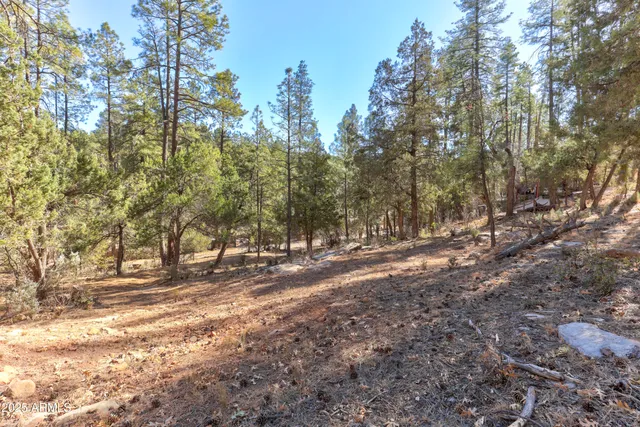 a view of road covered with trees