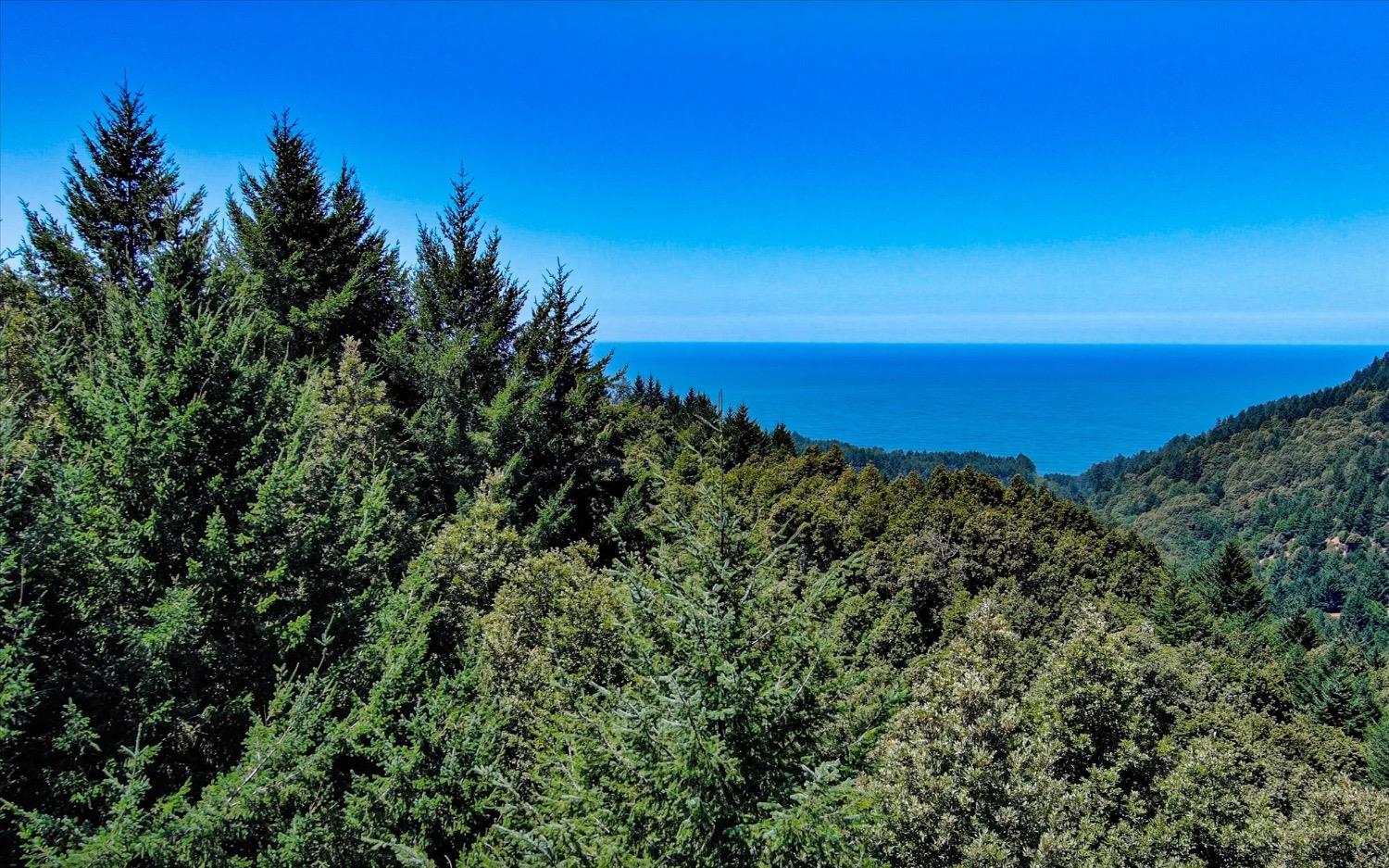 a view of a large green field with lots of bushes