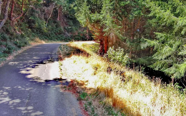 a view of a yard with trees
