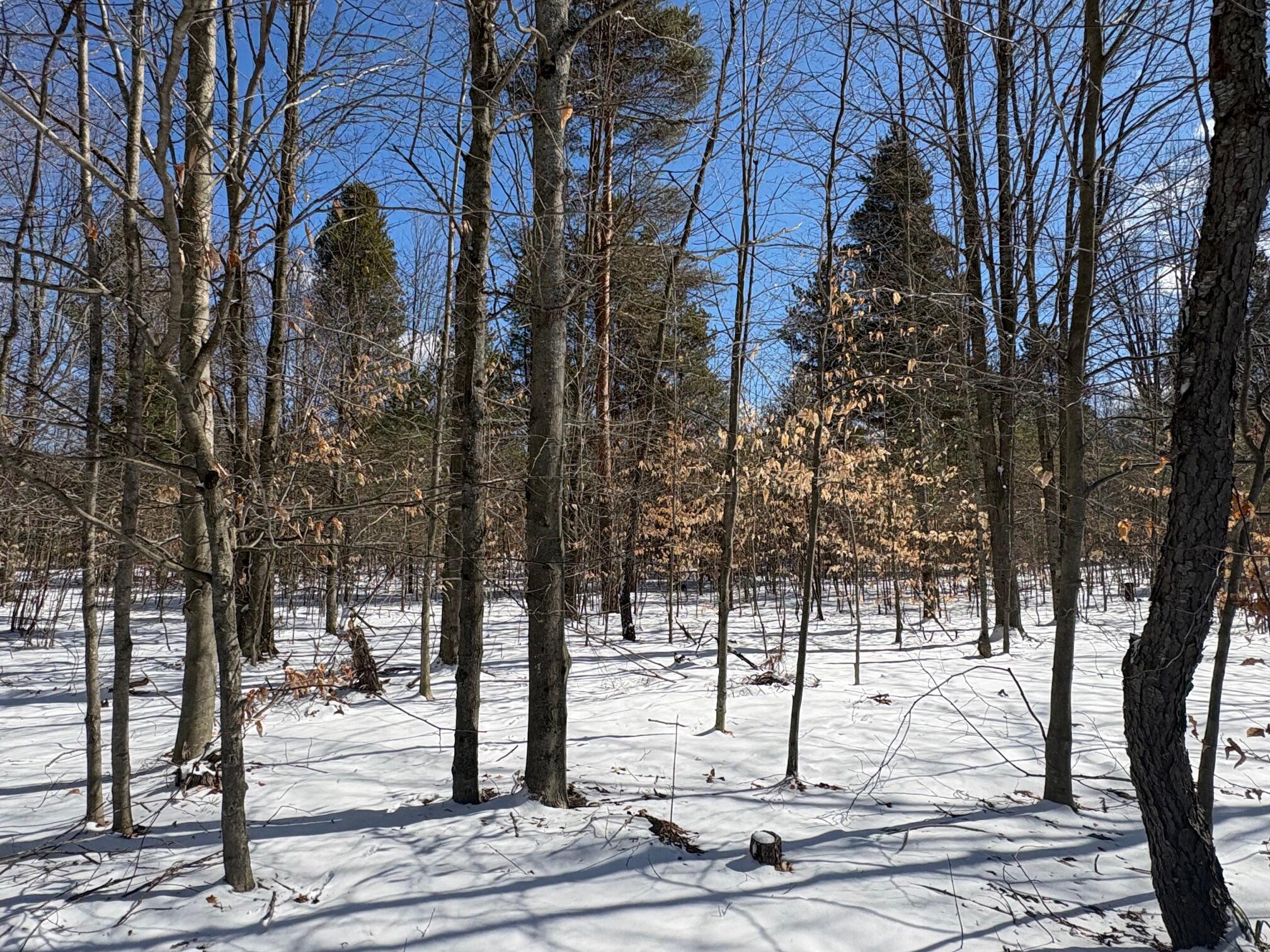 9891 Glovers Lake Road Bear Lake, MI 49614 - Photo 51 of 65 IMG_8223