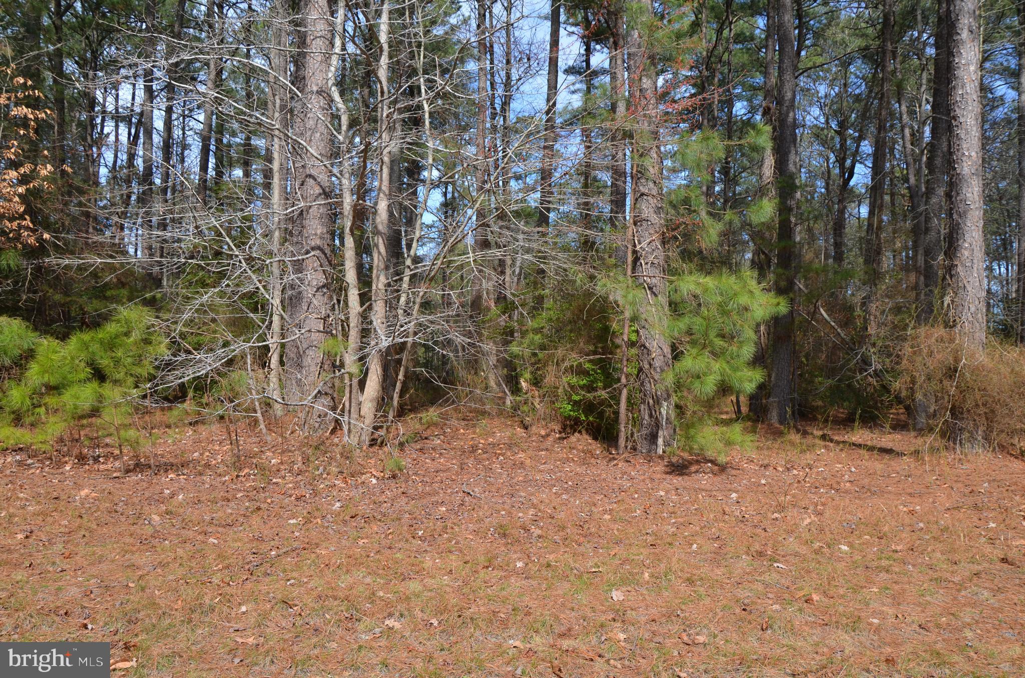 Lot 343 North Glebe Road Montross, VA 22520 - Photo 1 of 10 Gallery Image 1