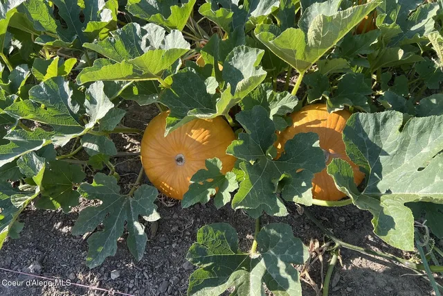 $2,995,000 | 12399 North N Meadow, Hayden, ID 83835