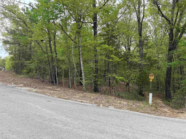 a view of a forest with trees
