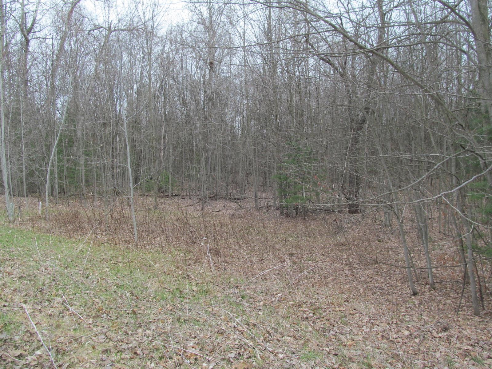 Lot 24 River Wood Road, Unit RIVER WOODS ESTATES #2 LO Lake City, MI 49651 - Photo 3 of 6