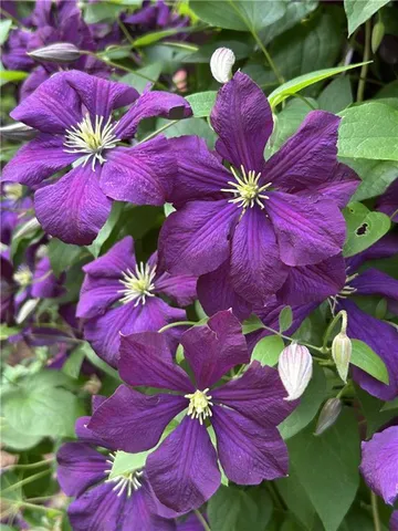 $650,000 | 1656 Barn Swallow Place, Marietta, GA 30062