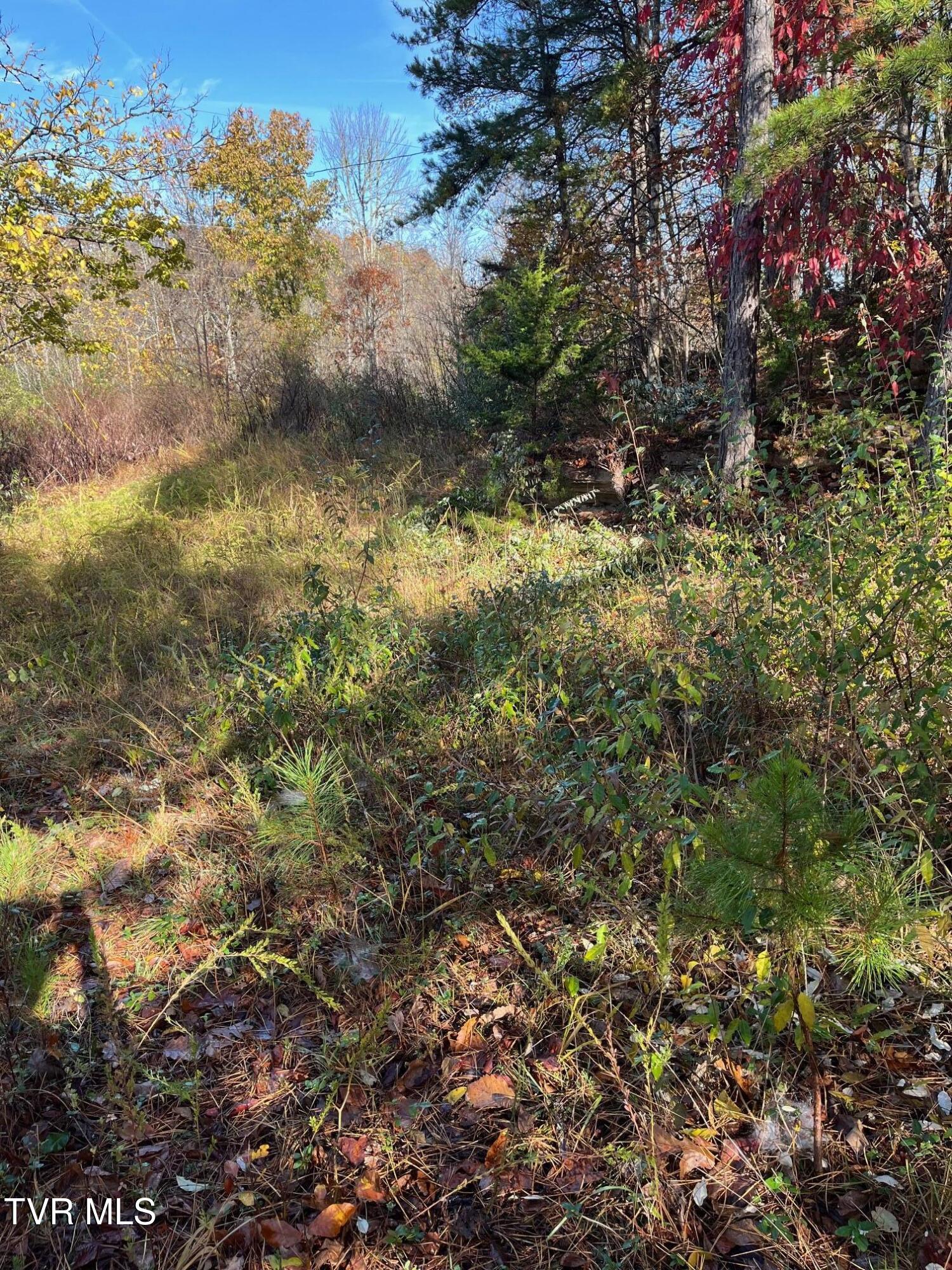 Tbd Big Ridge Road Haysi, VA 24256 - Photo 5 of 16 IMG_0846