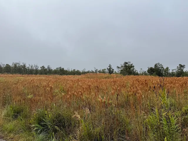 $37,000 | 36 Ohialani Road, Mountain View, HI 96771