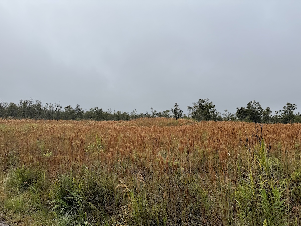 36 Ohialani Road Mountain View, HI 96771 - Photo 1 of 10