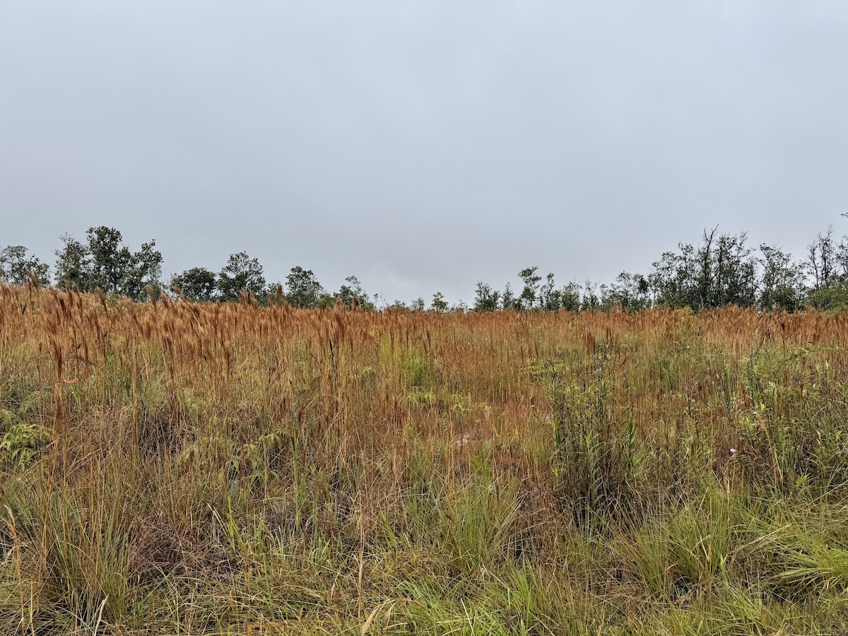 36 Ohialani Road Mountain View, HI 96771 - Photo 5 of 10