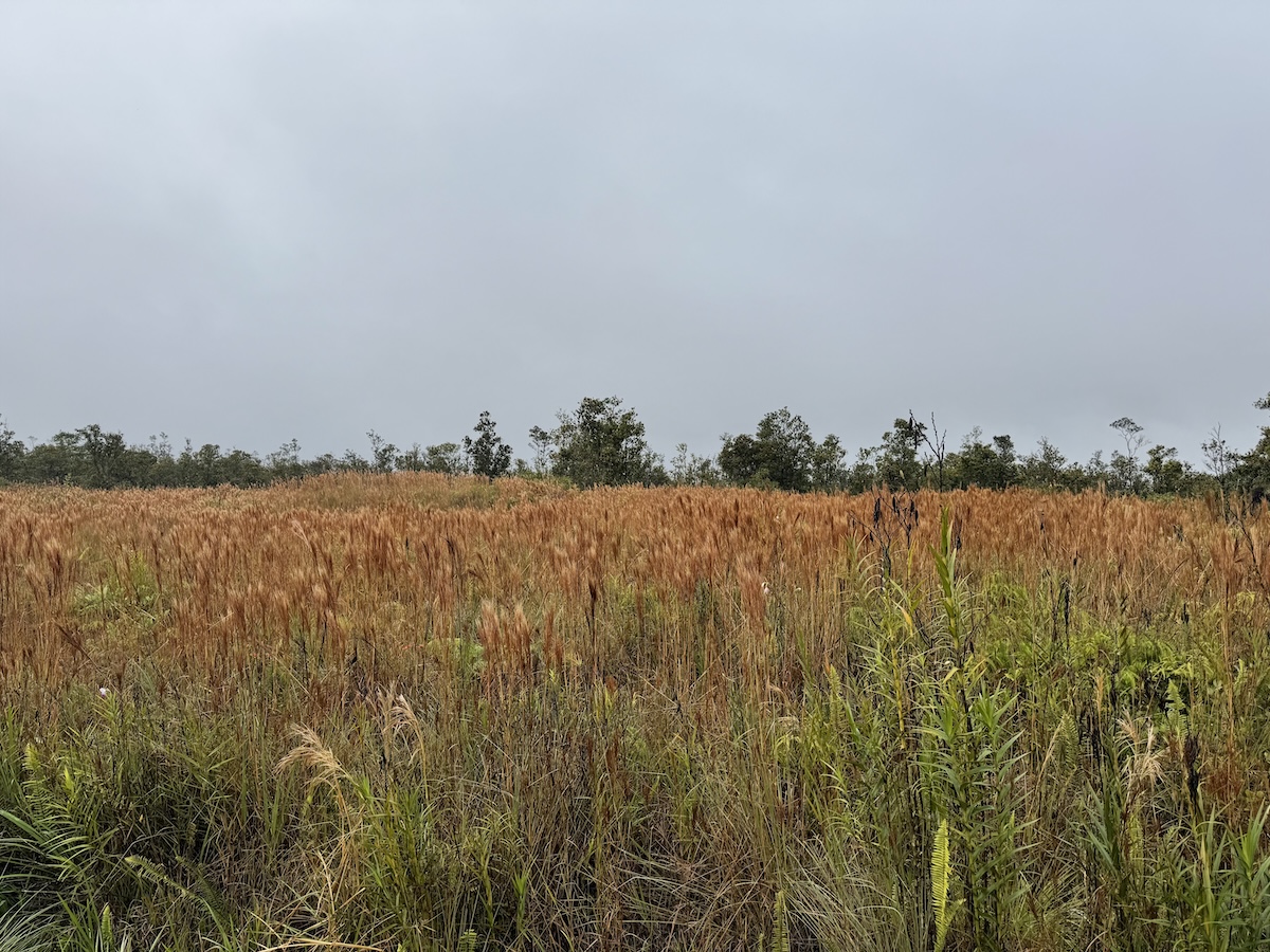 36 Ohialani Road Mountain View, HI 96771 - Photo 7 of 10