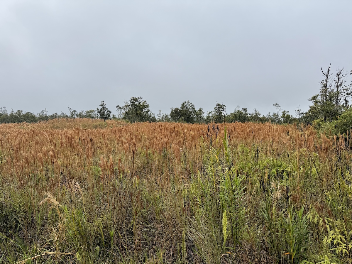 36 Ohialani Road Mountain View, HI 96771 - Photo 10 of 10