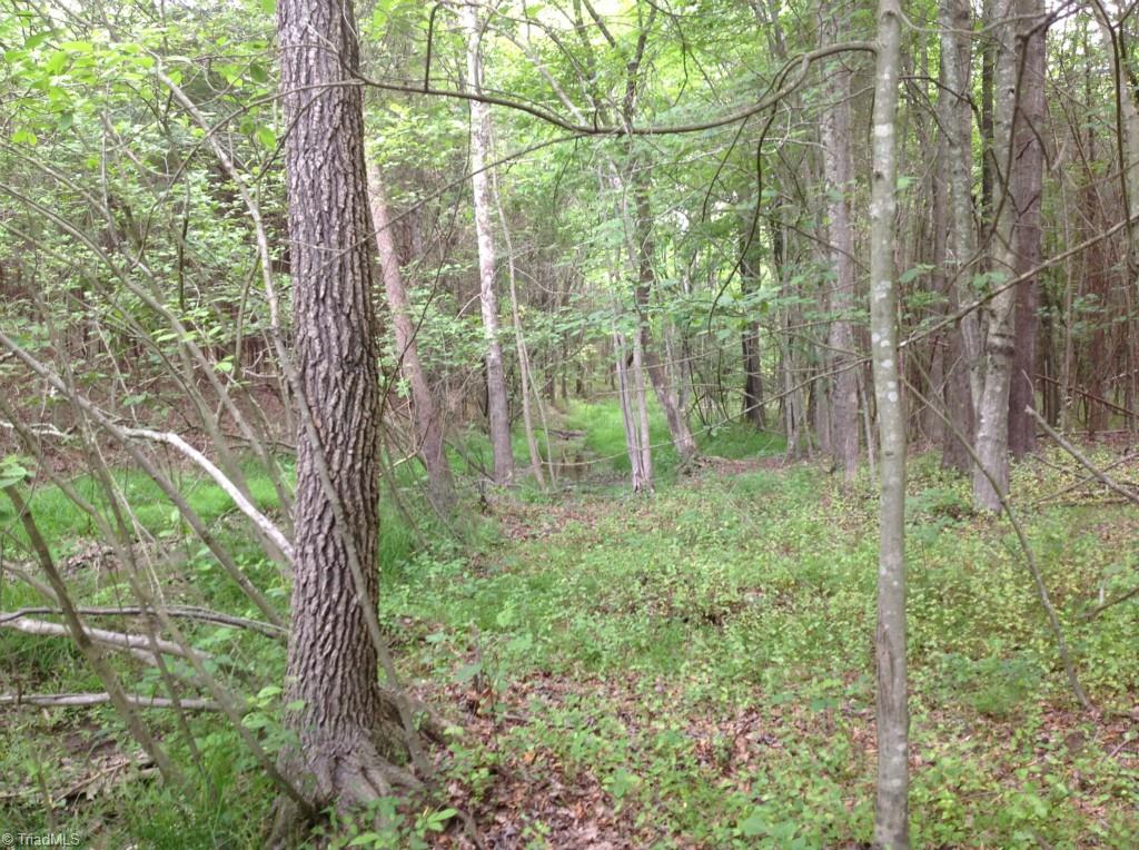 13-acres Madison Road Mocksville, NC 27028 - Photo 16 of 25 Many young trees.