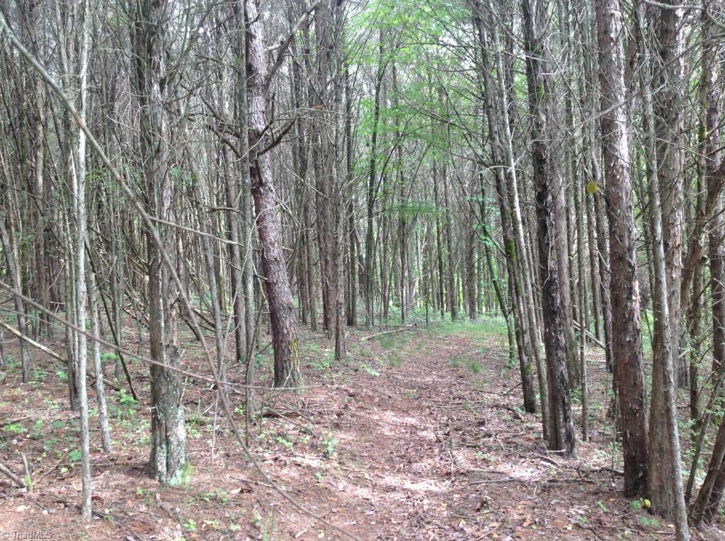 13-acres Madison Road Mocksville, NC 27028 - Photo 20 of 25 Pines and deer path on the Northern side of the lake.