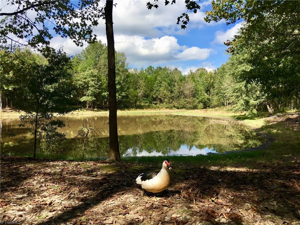 13-acres Madison Road Mocksville, NC 27028 - Photo 23 of 25 Wildlife abounds!
