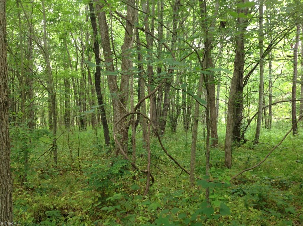 13-acres Madison Road Mocksville, NC 27028 - Photo 9 of 25 Some of the woods and level areas of parcel.