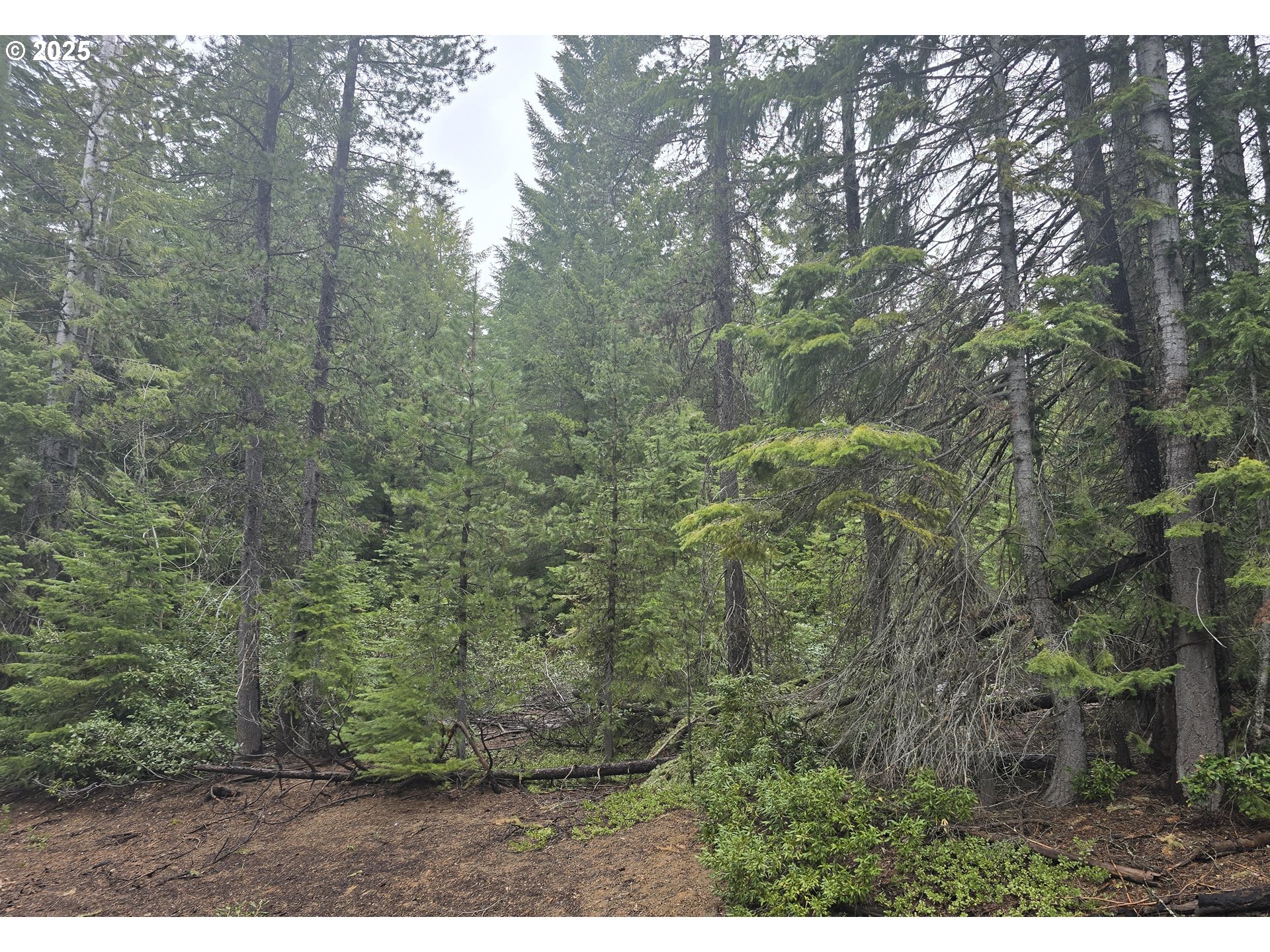 4 Royce Pine Road Crescent Lake, OR 97733 - Photo 3 of 12 a view of a forest with trees